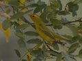 Wilson's Warbler