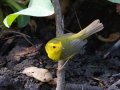Wilson's Warbler