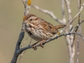 Song Sparrow - Moccasin Mike Rd - Douglas County - Wisconsin - June 4 2023
