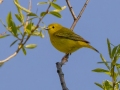Yellow Warbler (Northern) - Moccasin Mike Rd - Douglas County - Wisconsin - June 4 2023