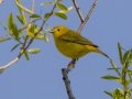 Yellow Warbler (Northern) - Moccasin Mike Rd - Douglas County - Wisconsin - June 4 2023