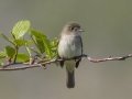 Least Flycatcher - Moccasin Mike Rd - Douglas County - Wisconsin - June 4 2023