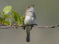 Least Flycatcher - Moccasin Mike Rd - Douglas County - Wisconsin - June 4 2023