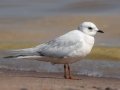 Ross's Gull - Wisconsin Point - First Parking Lot - Douglas County - Wisconsin - June 4 2023
