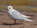 Ross's Gull - Wisconsin Point - First Parking Lot - Douglas County - Wisconsin - June 4 2023