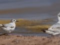 Little Gull (left) - Wisconsin Point - First Parking Lot - Douglas County - Wisconsin - June 4 2023