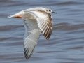 Little Gull - Wisconsin Point - First Parking Lot - Douglas County - Wisconsin - June 4 2023