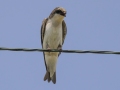 Tree Swallow - Moccasin Mike Rd - Douglas County - Wisconsin - June 4 2023