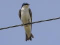 Tree Swallow - Moccasin Mike Rd - Douglas County - Wisconsin - June 4 2023