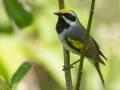 Golden-winged Warbler - Moccasin Mike Rd - Douglas County - Wisconsin - June 4 2023