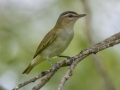 Red-eyed Vireo - Moccasin Mike Rd - Douglas County - Wisconsin - June 4 2023