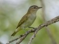 Red-eyed Vireo - Moccasin Mike Rd - Douglas County - Wisconsin - June 4 2023