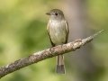 Least Flycatcher - Moccasin Mike Rd - Douglas County - Wisconsin - June 4 2023