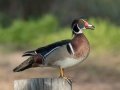 Wood Duck