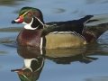 Wood Duck