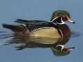 Wood Duck