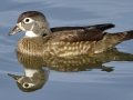 Wood Duck