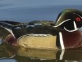 Wood Duck