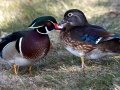 Wood Duck