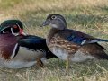 Wood Duck