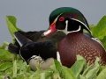 Wood Duck