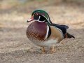 Wood Duck