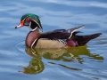 Wood Duck