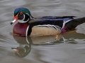 Wood Duck