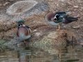 Wood Duck
