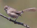 Wrentit