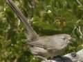 Wrentit