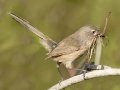 Wrentit