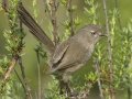 Wrentit