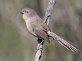 Wrentit