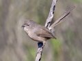 Wrentit