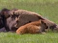 American Bison with calf - Lamar Valley, Yellowstone National Park, Wyoming, 2017