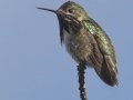 Calliope Hummingbird male on territory - Schwabacher ponds, Snake River, Grand Teton National Park, Wyoming, 2017