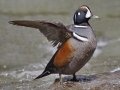 Harlequin Duck - LeHardy Rapids, Yellowstone River, Yellowstone National Park, Wyoming, 2017