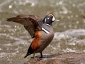 Harlequin Duck - LeHardy Rapids, Yellowstone River, Yellowstone National Park, Wyoming, 2017