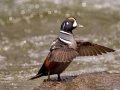 Harlequin Duck - LeHardy Rapids, Yellowstone River, Yellowstone National Park, Wyoming, 2017