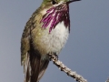 Calliope Hummingbird male on territory - Schwabacher ponds, Snake River, Grand Teton National Park, Wyoming, 2017
