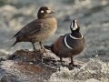 Harlequin Ducks - LeHardy Rapids, Yellowstone River, Yellowstone National Park, Wyoming, 2017