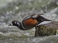 Harlequin Duck - LeHardy Rapids, Yellowstone River, Yellowstone National Park, Wyoming, 2017