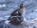 Harlequin Ducks - LeHardy Rapids, Yellowstone River, Yellowstone National Park, Wyoming, 2017