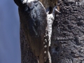 Black-backed Woodpecker - Flagg Ranch, south of Yellowstone National Park, Wyoming, 2017