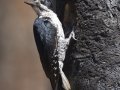 Black-backed Woodpecker - Flagg Ranch, south of Yellowstone National Park, Wyoming, 2017