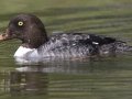 Barrow's Goldeneye - Schwabacher ponds, Snake River, Grand Teton National Park, Wyoming, 2017