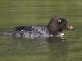 Barrow's Goldeneye - Schwabacher ponds, Snake River, Grand Teton National Park, Wyoming, 2017