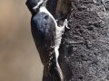 Black-backed Woodpecker - Flagg Ranch, south of Yellowstone National Park, Wyoming, 2017