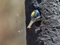 Black-backed Woodpecker - Flagg Ranch, south of Yellowstone National Park, Wyoming, 2017